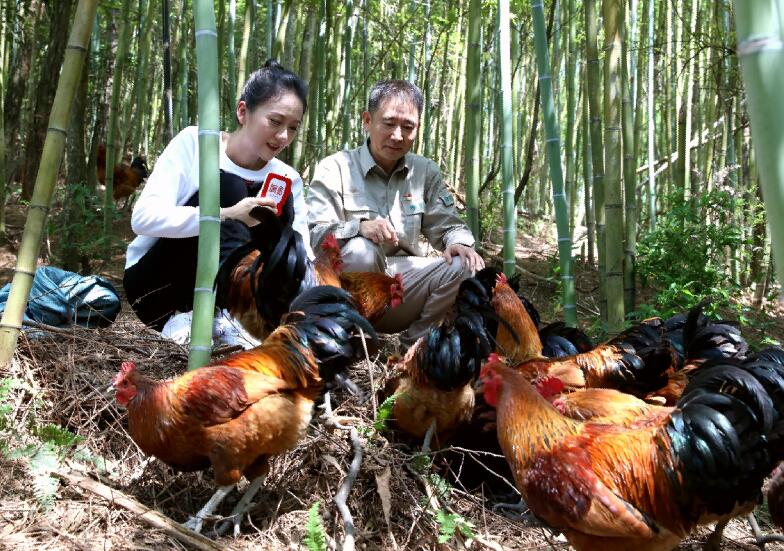 國(guó)網(wǎng)福安市供電公司助力扶貧!66萬(wàn)網(wǎng)友“圍觀(guān)”電力駐村書(shū)記直播賣(mài)土雞