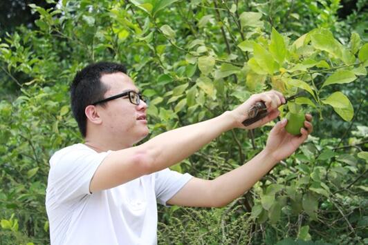 國網(wǎng)樂至縣供電分公司：檸檬飄香玉米黃　騎龍廟村迎來“豐收季”