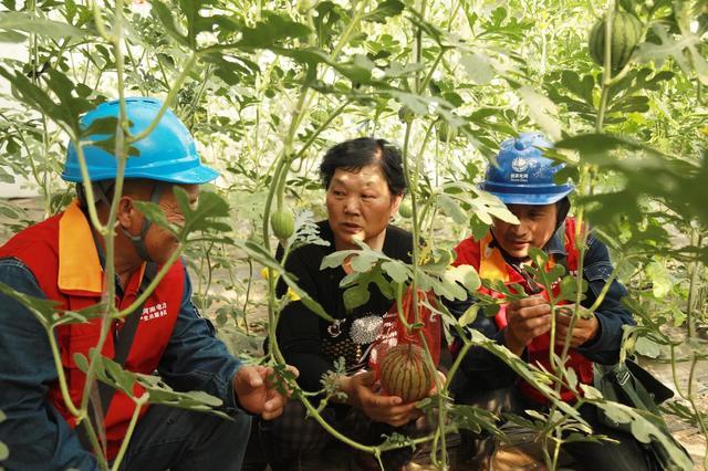 國網(wǎng)修武縣供電公司：果蔬俏人心甜 可靠電護(hù)富路