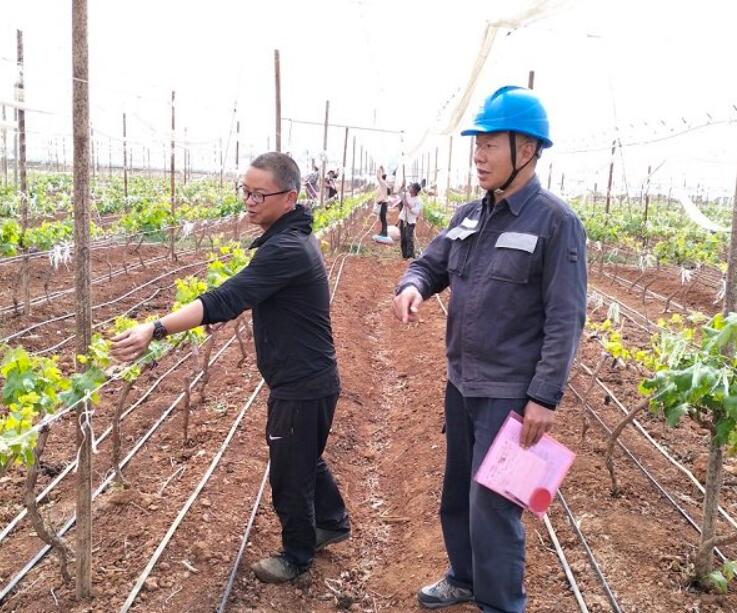 云南會(huì)澤供電局“滿格電”助力提子產(chǎn)業(yè)種植有“錢(qián)”景